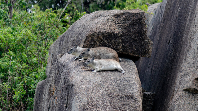 Rock hyraxes resting on rocks in the Serengeti