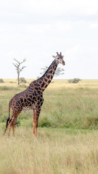 Giraffe standing gracefully in the Serengeti landscape