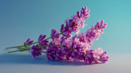 Obraz premium A close-up of purple flowers with green stems against a blue background