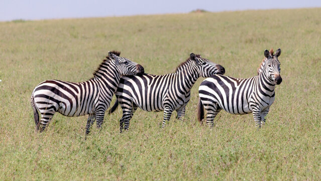 Zebras standing in the african Serengeti grasslands