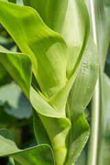 Obraz premium Close up of vibrant green corn leaves in sunlight highlighting texture and growth patterns.
