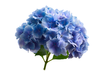Vivid blue hydrangea blossom with green stem and leaves against a black background