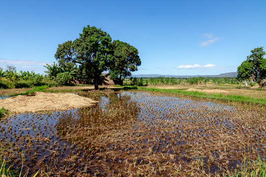 Lush rice field landscape in Mto Wa Mbu, Tanzania