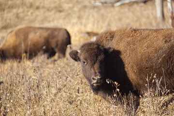 Close up of Plains Bison
