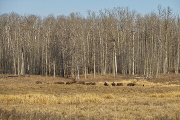 Plains Bison in the Field