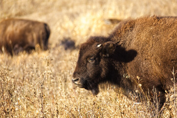 Close up of Plains Bison