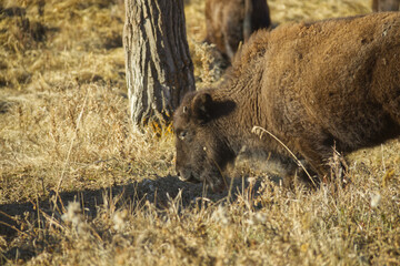 Close up of Plains Bison