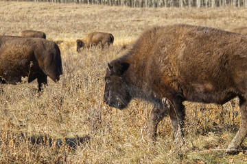 Close up of Plains Bison