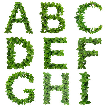 MINT, An organic letter form embracing the color and density variation of natural mint.