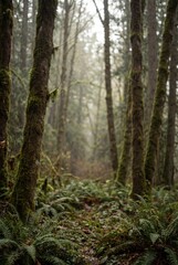 Obraz premium Moody forest background with falling rain and soft depth of field. Atmospheric vertical nature scene with immersive realism.