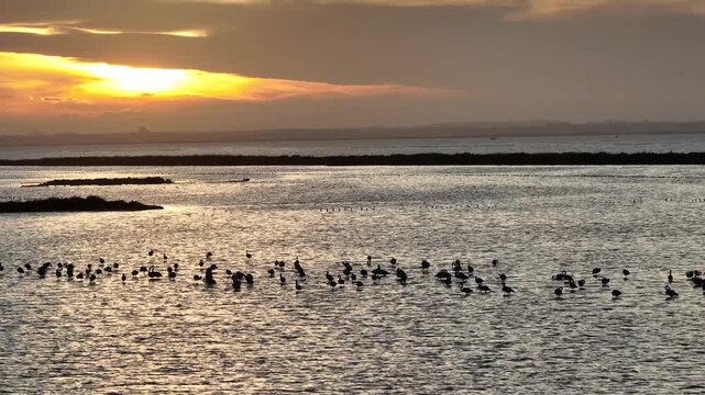 Aerial drone footage of pink flamingos standing and moving in a Mediterranean lagoon near S&egrave;te, southern France. Wildlife birds gathered in shallow wetlands, showcasing natural habitat.