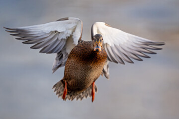 Mallard (Anas platyrhynchos)