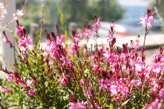 Pink gaura lindheimeri flowers blooming in garden with soft background blur. Natural landscaping, seasonal flowering, ecological balance and calm outdoor atmosphere inspired by ornamental plants