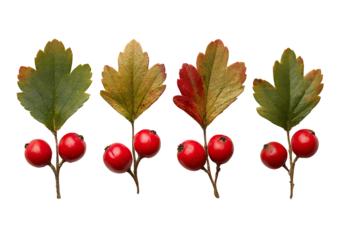 Close-up of four sprigs of hawthorn, each with red berries and colorful leaves