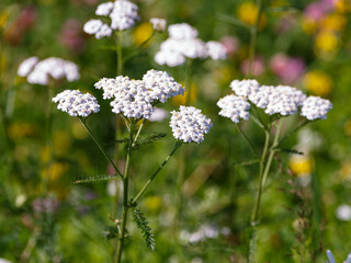 Obraz premium Common yarrow, or Yarrow ( Latin- Achillea millefolium ) is a perennial herbaceous plant