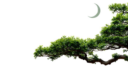 Naklejka premium Evergreen tree branch with lush green leaves and a crescent moon against black