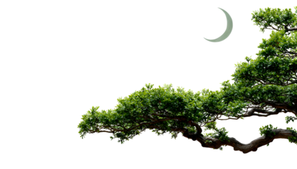 Evergreen tree branch with lush green leaves and a crescent moon against black