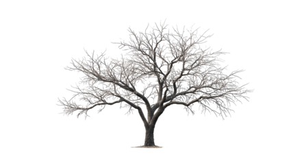 A deciduous tree, fully rendered with snow-covered branches, isolated on black