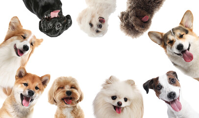 Many cute different dogs on white background
