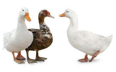 Obraz premium Three ducks on white background. Domesticated birds