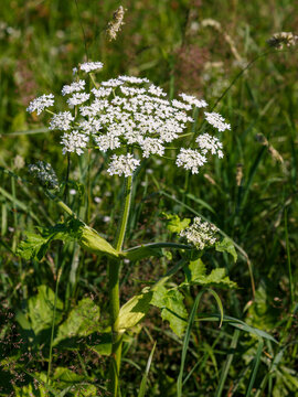 Sosnovsky's hogweed ( Latin- Heracleum sosnowskyi) is a large herbaceous plant, a species of the genus Heracleum of the Umbelliferae family