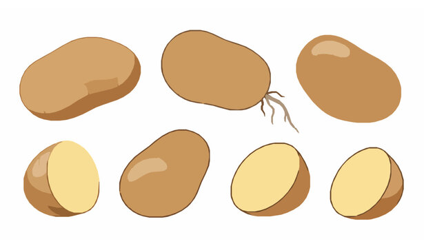 Botanical fresh potato vector illustration set isolated on white background for organic food packaging