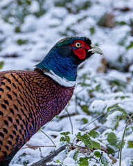 Male pheasant in an English wood just after a light fall of snow.
