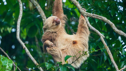 A two toed sloth hangs from a tree in Costa Rica.  © buttbongo