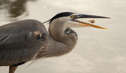 Great Blue Heron tosses a shrimp into the air and eats it with it's beak 