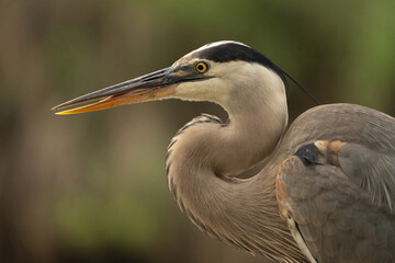 Fototapeta premium Close up of Blue heron on a pier in Mississippi. 