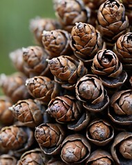 close up of pine cones.