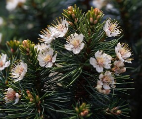 big pumpkin on the field . 