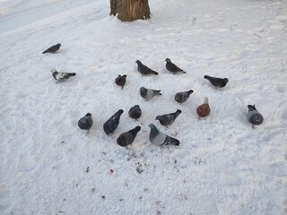 A flock of pigeons in the snow