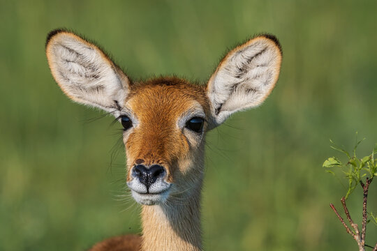 Female Uganda kob antelope eating in green savanna grassland in Uganda, Africa. African wildlife in its natural habitat, photographed in daylight with shallow depth of field.