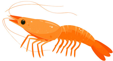 Vivid orange shrimp illustration on a black background, with detailed anatomy visible