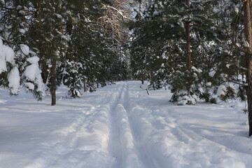 Skiing in the snow in the forest among the trees