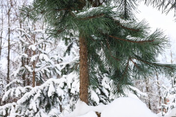 pine branches with green needles on a background of trees covered with snow.