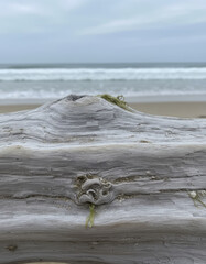 Weathered driftwood piece resting on a sandy shore with ocean waves and cloudy skies visible