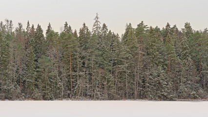 Frozen lake and pine forest in Aegviidu, Harju County, Estonia  © Kristof Lauwers