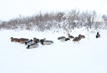 A group of ducks are in the snow. Some are standing and some are laying down