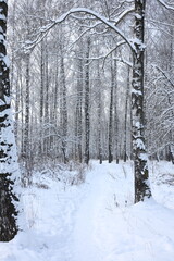 Winter forest covered with snow. A snow-covered path is visible, surrounded by trees, the branches of which are also covered with snow. Quiet and peaceful atmosphere