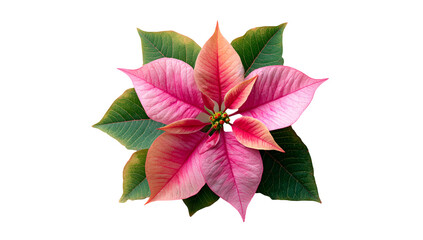 Vivid pink and green poinsettia bloom isolated on a stark black background