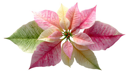 Overhead shot of a poinsettia bloom showing pink, white, and green leaves