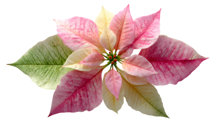 Overhead shot of a poinsettia bloom showing pink, white, and green leaves