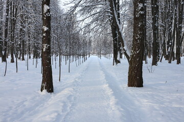 A snow-covered forest path surrounded by snow-covered trees. Trees stand along the path, creating a corridor.