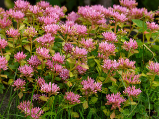 Obraz premium Caucasian Stonecrop (Sedum spurium Roseum) in garden. Natural floral background