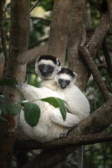 Fototapeta premium a lemur mother with her baby on her back