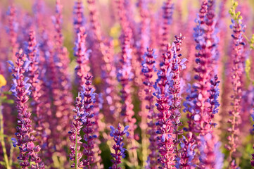 Obraz premium Purple sage flowers blooms in the summer meadow.