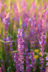 Naklejka premium Purple sage flowers blooms in the summer meadow.