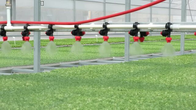 Modern greenhouse irrigation system watering plants with mist spray nozzles